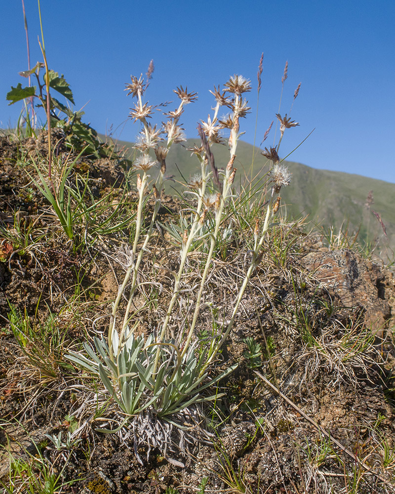 Изображение особи Omalotheca supina.