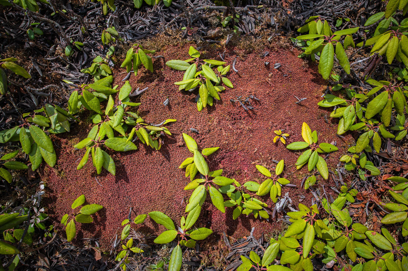 Image of Rhododendron aureum specimen.