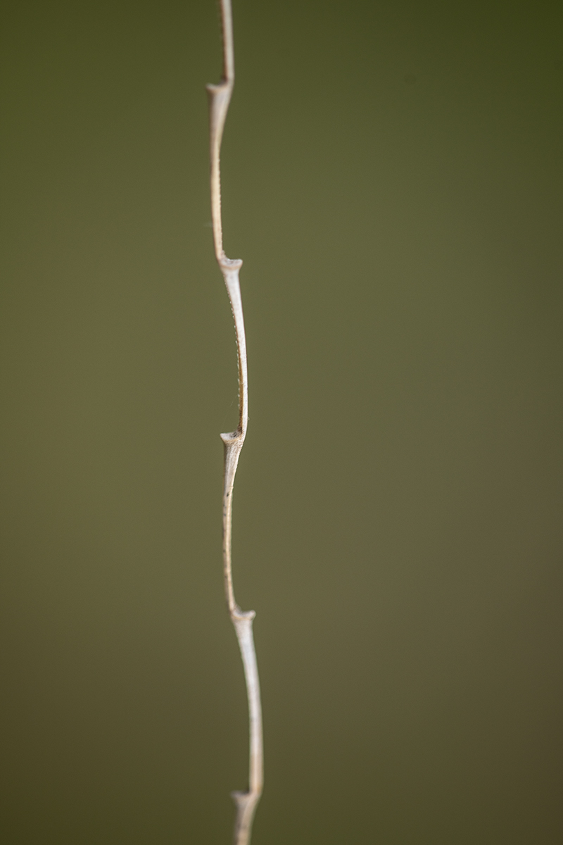 Image of familia Poaceae specimen.