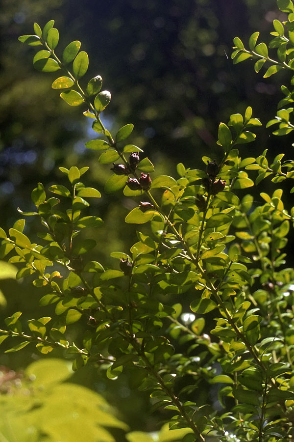 Image of Buxus colchica specimen.