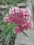 Asclepias incarnata. Соцветие. Молдова. Кишинёв, Ботанический сад МГУ, коллекция лекарственных растений, в культуре. 21.08.2025.