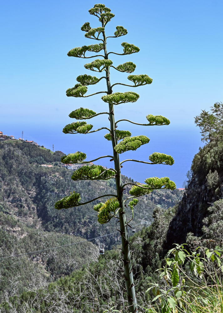 Изображение особи Agave americana.