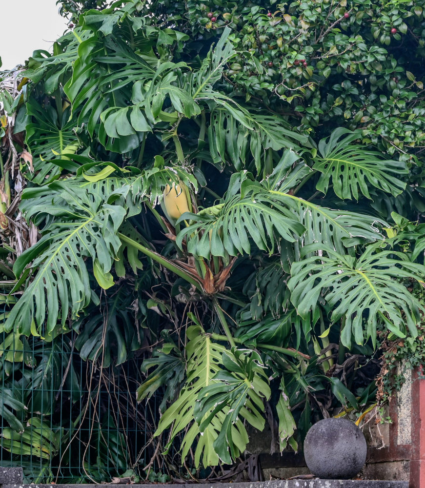 Изображение особи Monstera deliciosa.