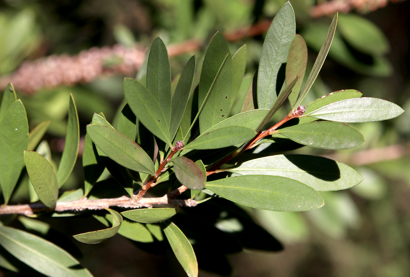 Image of Callistemon citrinus specimen.