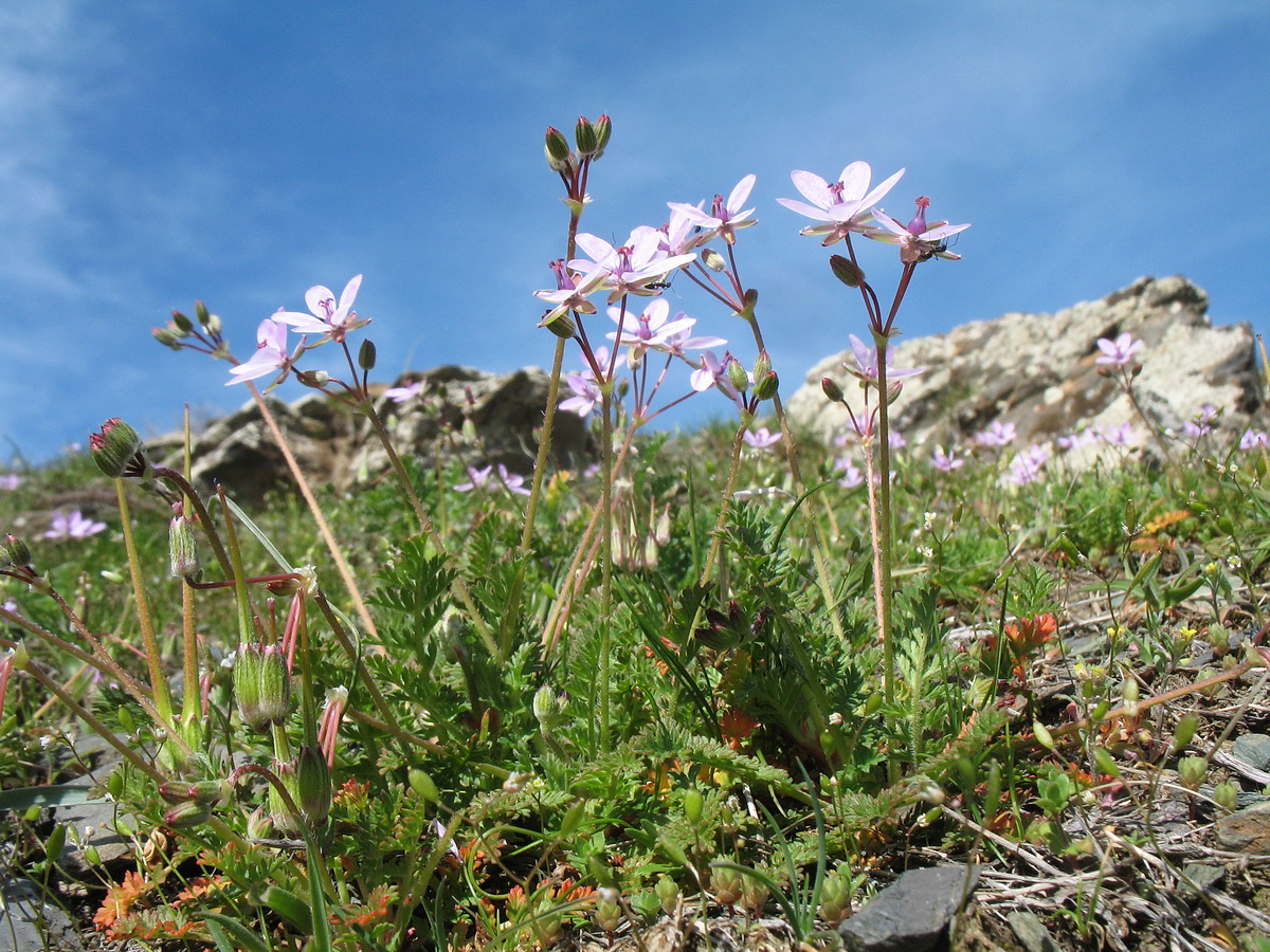 Изображение особи Erodium cicutarium.