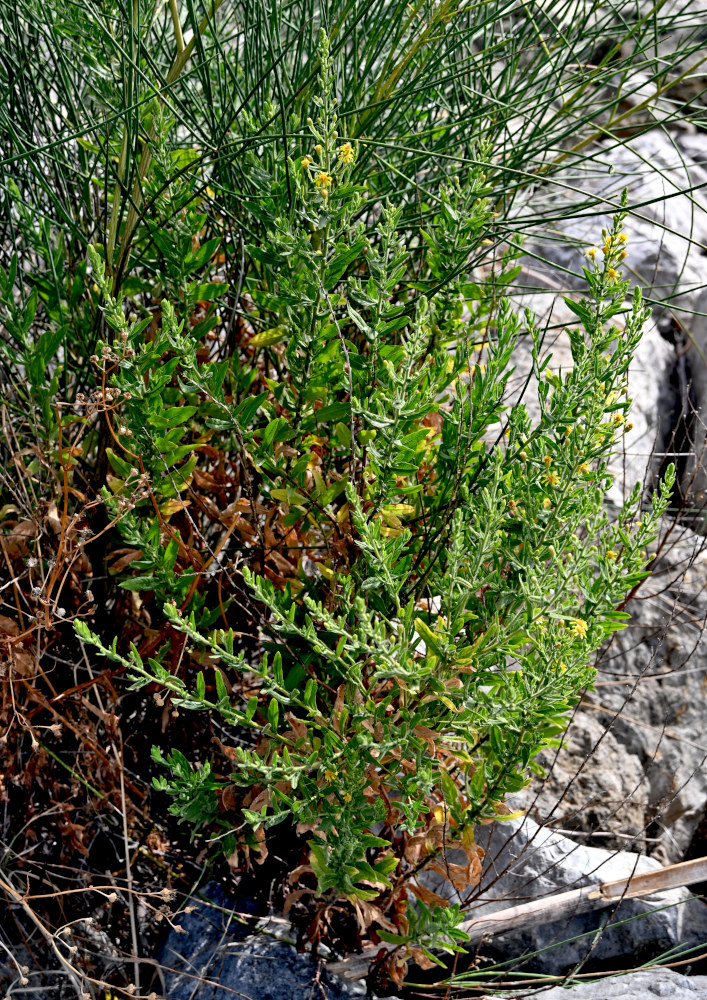 Image of Dittrichia viscosa specimen.