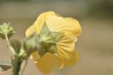 семейство Malvaceae. Цветок (вид со стороны чашечки). Вьетнам, пров. Кханьхоа, г. Нячанг, окр. водохранилища Ам Чуа (Ho Am Chua), пустырь. 23.02.2026.