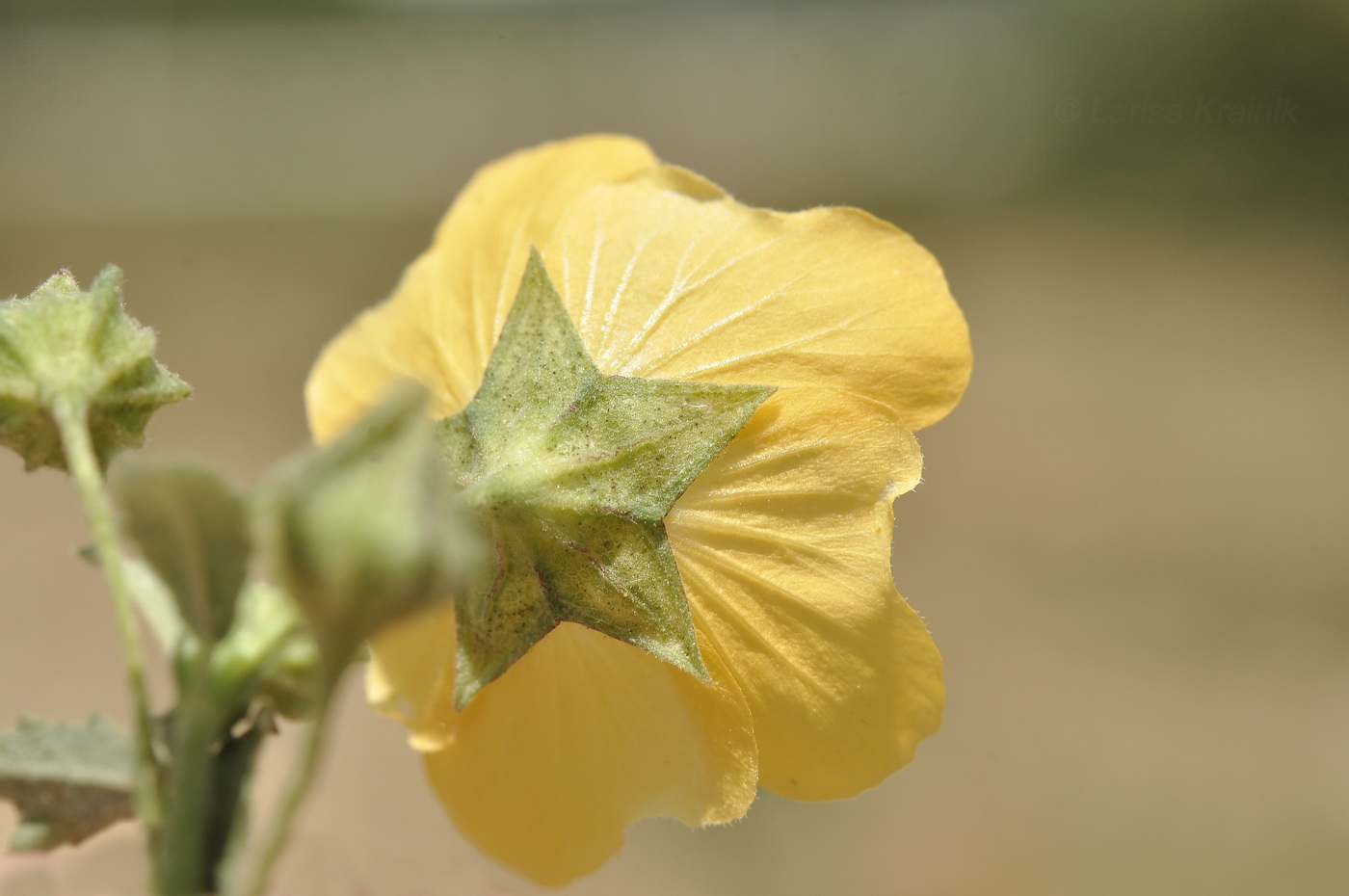 Изображение особи семейство Malvaceae.