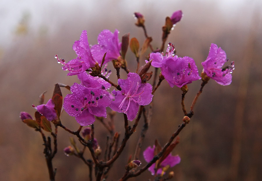 Image of Rhododendron mucronulatum specimen.