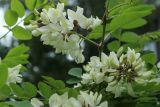Robinia pseudoacacia. Часть побега с соцветиями. Санкт-Петербург, Кировский р-н, двор жилого дома, декоративное озеленение. 16.06.2026.