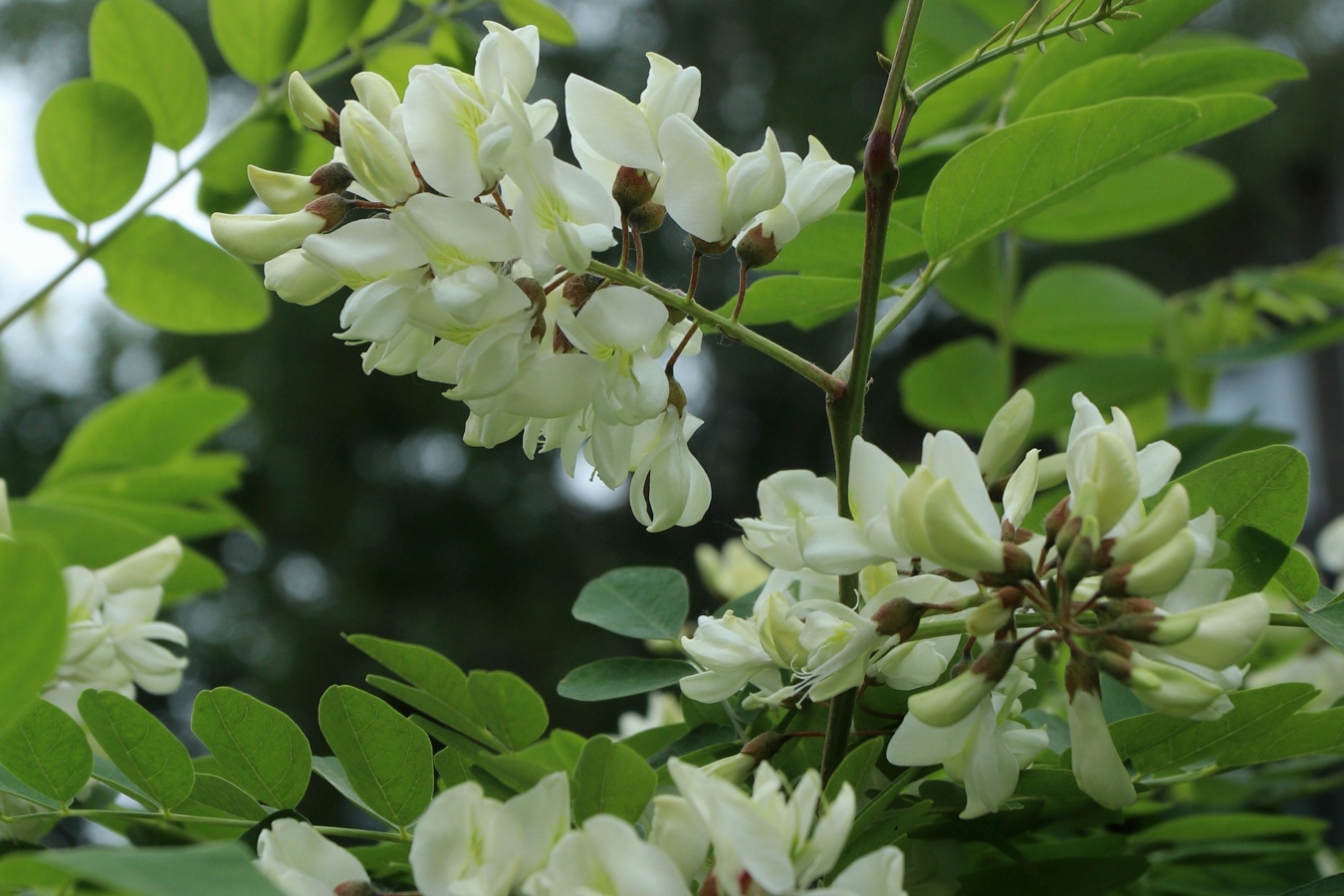 Image of Robinia pseudoacacia specimen.