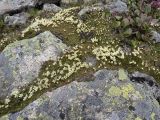 Diapensia obovata
