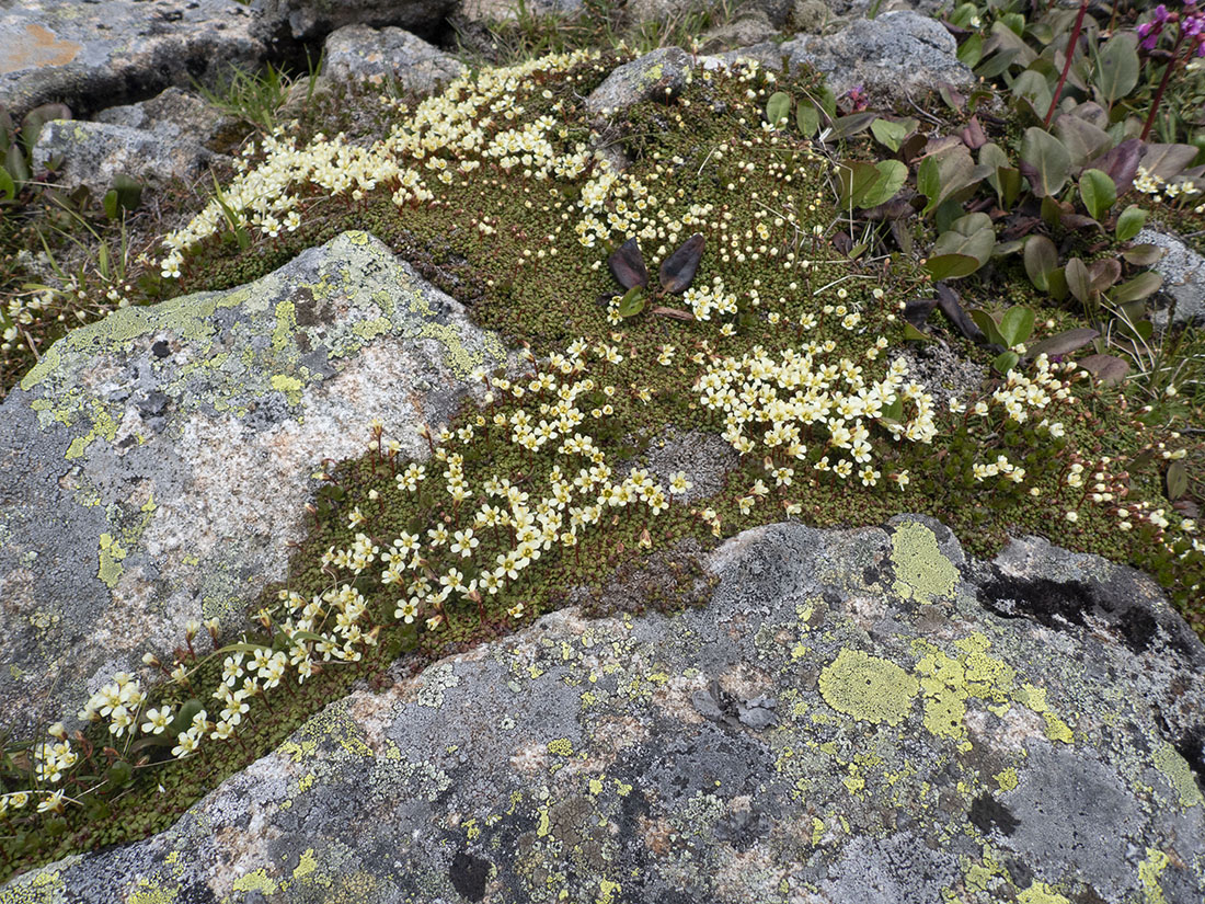 Image of Diapensia obovata specimen.