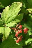 Viburnum opulus