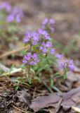 Thymus serpyllum. Верхушка цветущего растения. Беларусь, Брестская обл., Каменецкий р-н, окр. дер. Бобинка, смешанный сосново-лиственный лес. 02.07.2026.