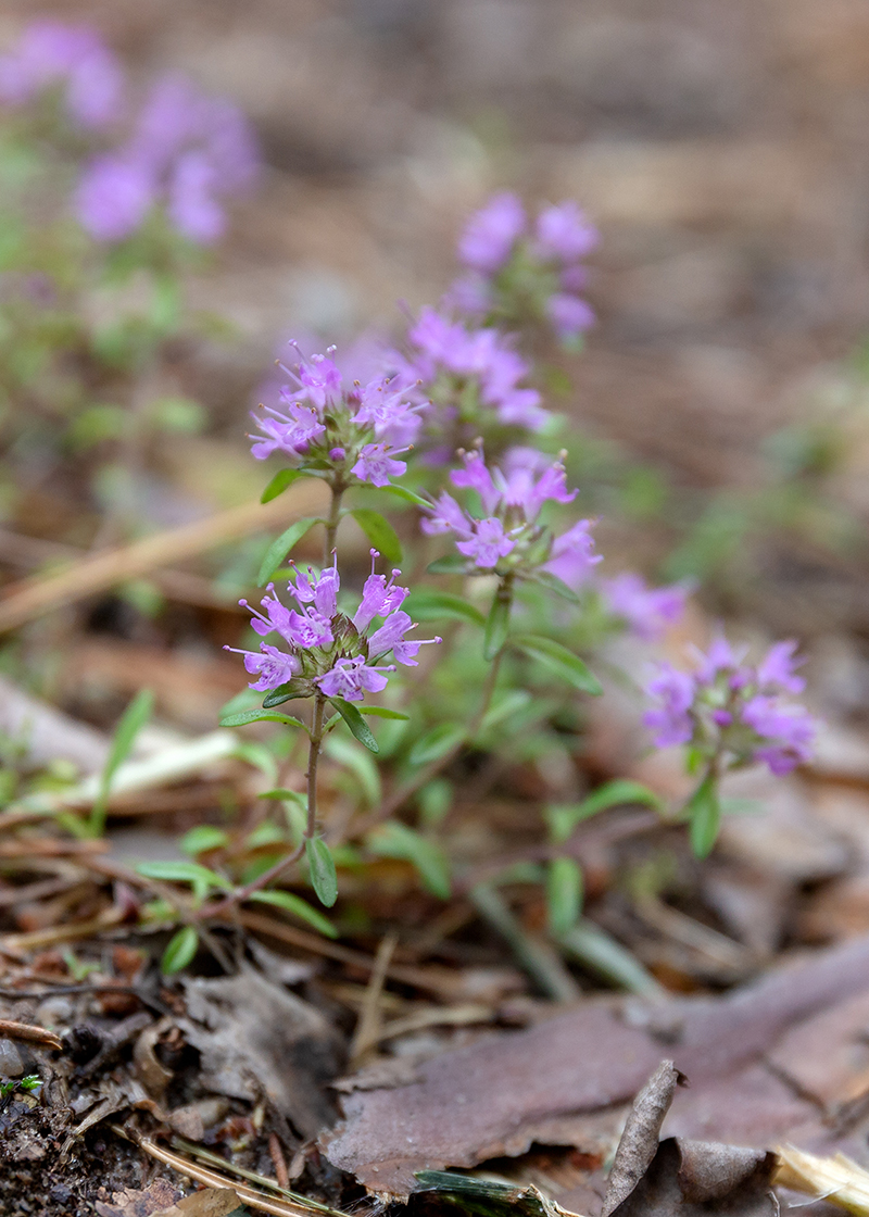 Image of Thymus serpyllum specimen.