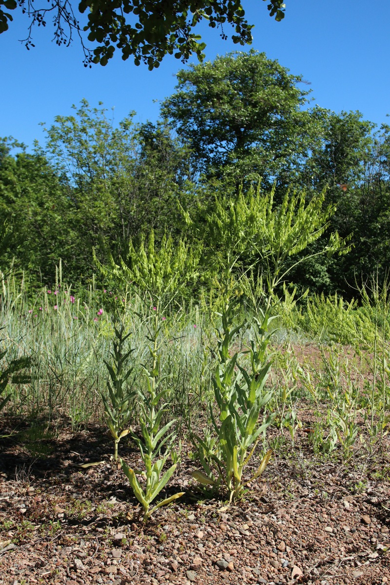 Изображение особи Isatis tinctoria.