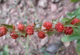 Blitum virgatum