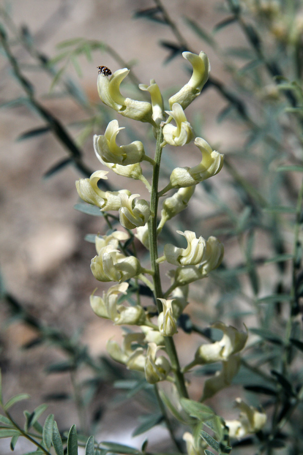 Image of Goebelia pachycarpa specimen.
