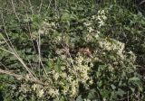 Clematis vitalba. Верхушки цветущих растений. Испания, Каталония, пров. Жирона, комарка Баш Эмпорда, муниципалитет Тороэлья-де-Монгри, зарастающая кустарником и всокотравьем обочина полевой дороги. 11.09.2026.