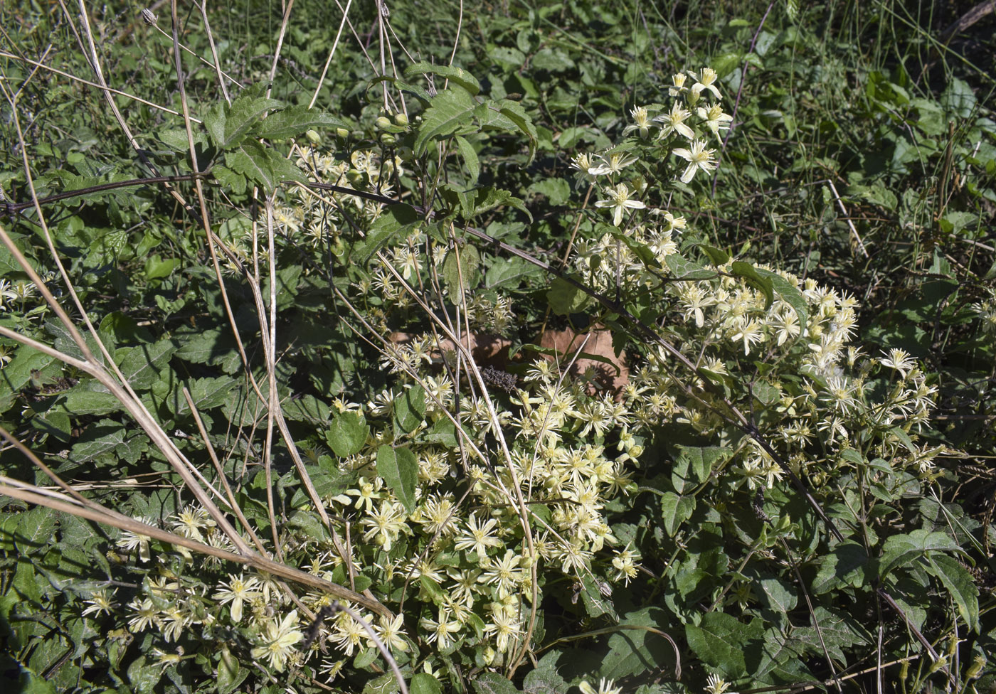 Изображение особи Clematis vitalba.