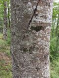 Fagus orientalis. Часть ствола, поросшая лишайниками и мхами(?). Краснодарский край, Туапсинский муниципальный округ, Новомихайловское городское поселение, широколиственный лес. 06.08.2024.
