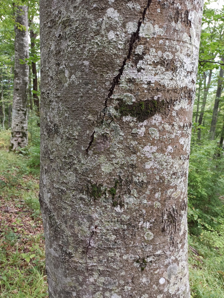 Image of Fagus orientalis specimen.