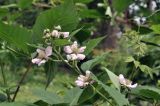 род Rubus. Часть побега с цветками. Приморский край, Шкотовский р-н, пос. Подъяпольск, сад. 10.07.2026.