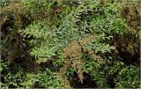 Spiraea × cinerea. Верхушка ветви с созревающими плодами. Московская обл., Раменский р-н, окр. дер. Хрипань, садовый участок. 13.06.2026.