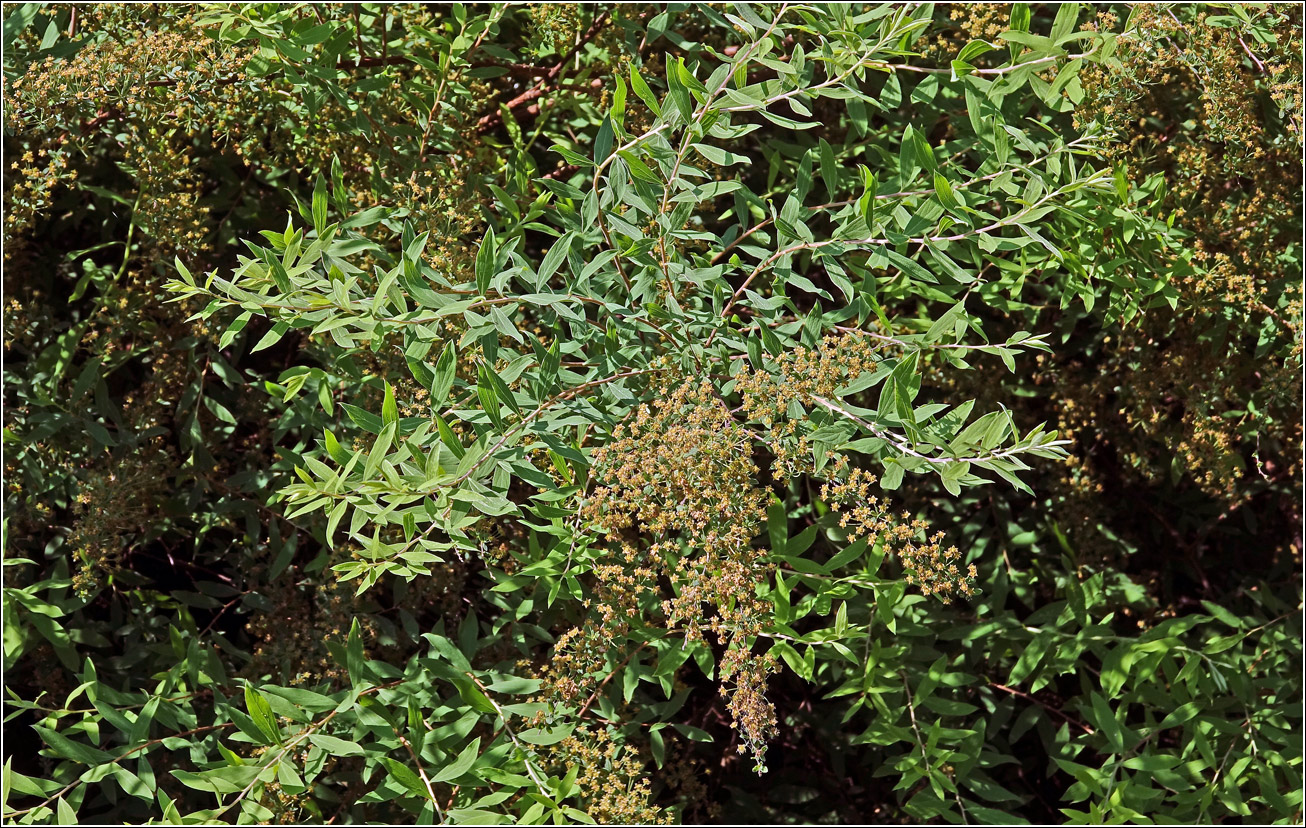 Image of Spiraea × cinerea specimen.