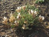 Astragalus dilutus