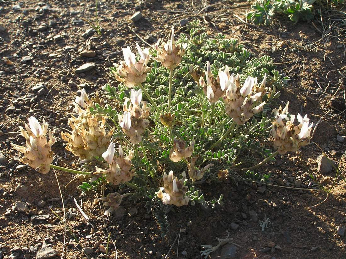 Изображение особи Astragalus dilutus.