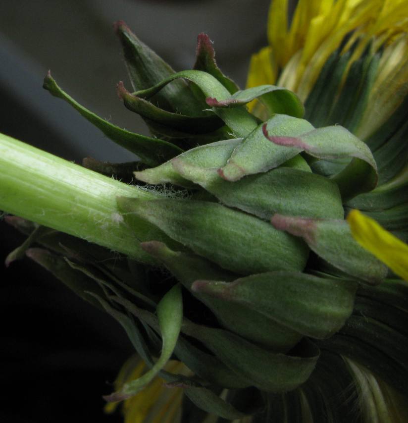 Image of genus Taraxacum specimen.