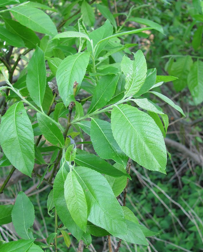 Image of Salix myrsinifolia specimen.