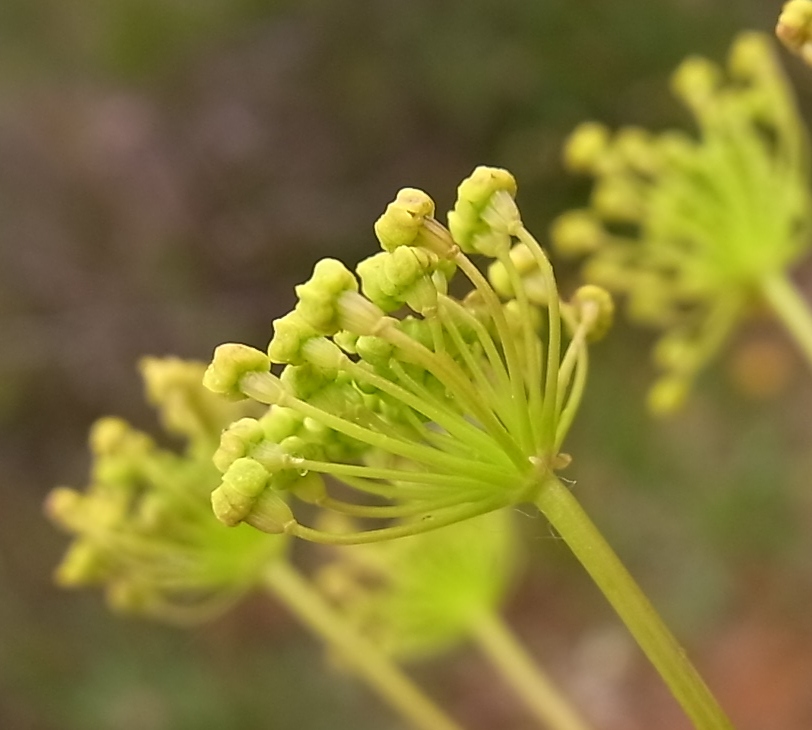 Image of Thapsia villosa specimen.
