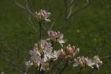 Rhododendron vaseyi. Верхушки ветвей с соцветиями. Владивосток, ботанический сад-институт ДВО РАН. 10 июня 2011 г.