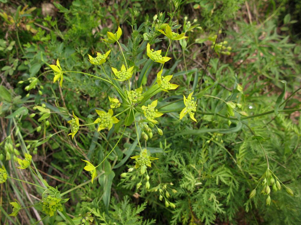 Image of Bupleurum multinerve specimen.