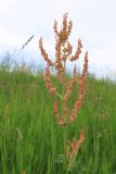 Rumex thyrsiflorus