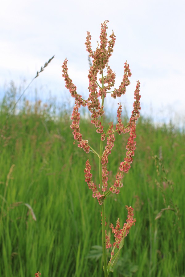 Image of Rumex thyrsiflorus specimen.
