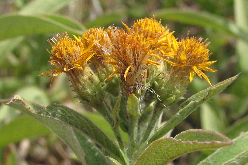 Image of Inula germanica specimen.