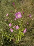 Epilobium hirsutum