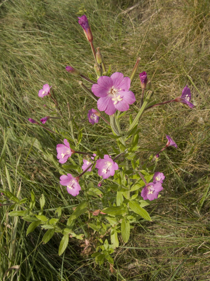 Изображение особи Epilobium hirsutum.