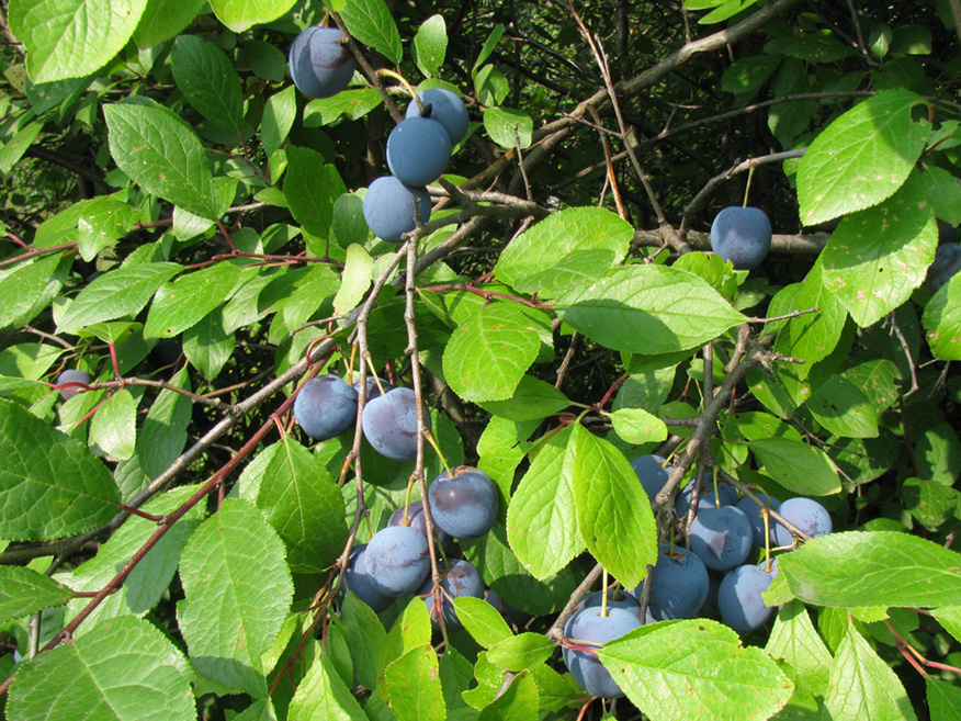 Image of Prunus spinosa specimen.