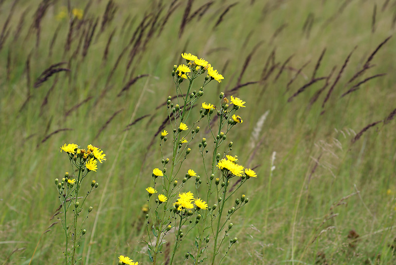 Изображение особи Hieracium umbellatum.