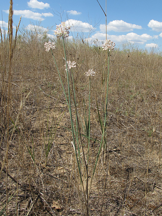 Image of Allium savranicum specimen.