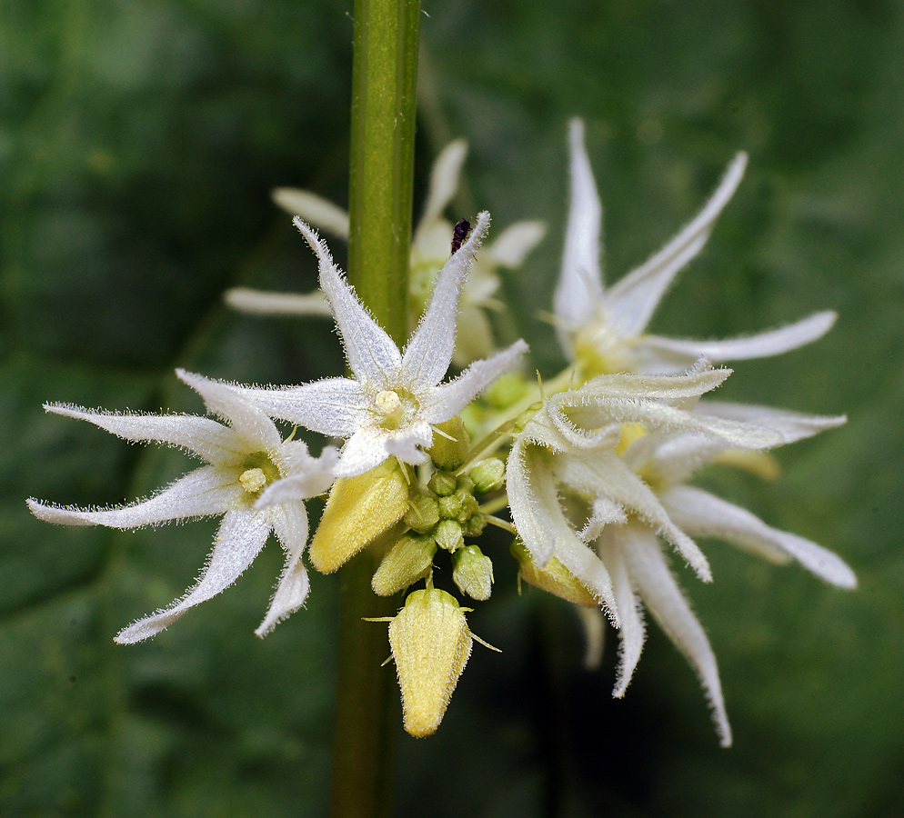 Изображение особи Echinocystis lobata.