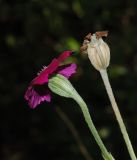 Lychnis coronaria