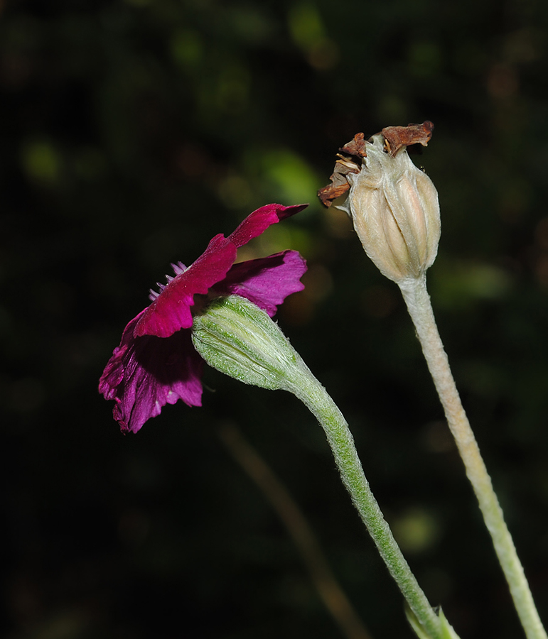 Image of Lychnis coronaria specimen.