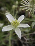 Clematis songorica. Цветок. Казахстан, Алматинская обл., Алакольский р-н, р. Ыргайты. 15 июля 2011 г.