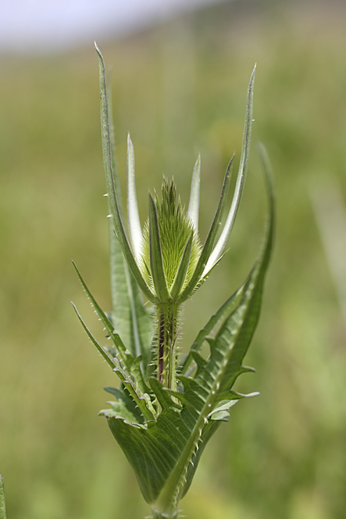 Изображение особи Dipsacus laciniatus.